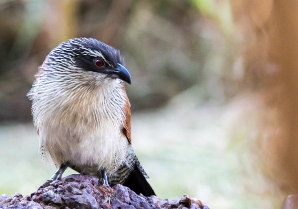 Coucal à sourcils