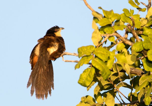 Coucal des papyrus