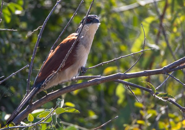 Coucal du Sénégal