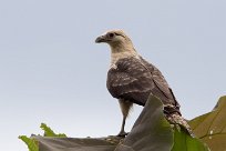 Caracara chimachima (Caracara à tête jaune) Golfo Dulce - Costa Rica