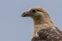 Caracara chimachima (Caracara à tête jaune) Golfo Dulce - Costa Rica