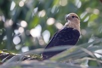 Caracara chimachima (Caracara à tête jaune) Golfo Dulce - Costa Rica