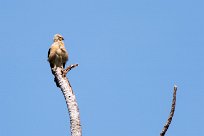 Caracara chimachima (Caracara à tête jaune) Golfo Dulce - Costa Rica