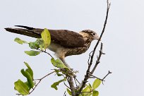 Caracara chimachima (Caracara à tête jaune) Tarcoles - Costa Rica