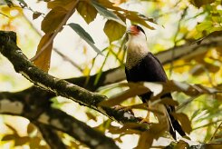 Caracara Crestada Norteño (Caracara du Nord)_231210_6783-2 null