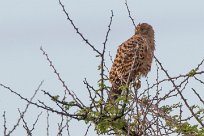 Greater Kestrel (Crécerelle aux yeux blancs) Etosha