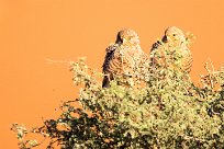 Greater Kestrel (Crécerelle aux yeux blancs) Sossusvlei et Sesriem