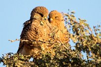 Greater Kestrel (Crécerelle aux yeux blancs) Sossusvlei et Sesriem