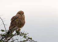 Greater Kestrel (Crécerelle aux yeux blancs) Etosha