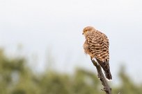 Greater Kestrel (Crécerelle aux yeux blancs) Etosha