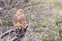 Greater Kestrel (Crécerelle aux yeux blancs) Etosha