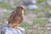 Greater Kestrel (Crécerelle aux yeux blancs) Etosha