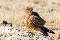 Greater kestrel (Crécerelle aux yeux blancs) Okaukuejo - Etosha - Namibie