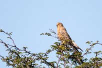 Greater kestrel (Crécerelle aux yeux blancs) Nata