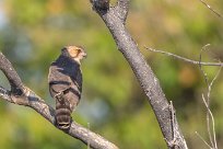 Greater kestrel (Crécerelle aux yeux blancs) Chobe River