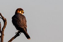 Red-necked Falcon (Faucon chicquera) Red-necked Falcon (Faucon chicquera)