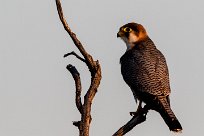 Red-necked Falcon (Faucon chicquera) Red-necked Falcon (Faucon chicquera)