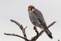 Red-necked Falcon (Faucon chicquera) Etosha