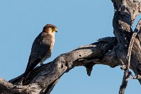 Red-necked Falcon (Faucon chicquera) Etosha