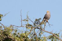 Dickinson's Kestrel (Faucon de Dickinson) Chief Island