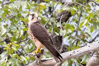 Amur Falcon (Faucon de l'Amour) Etosha