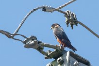 Halcón murcielaguero (Faucon des chauves-souris) Tarcoles - Costa Rica