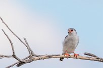 Pygmy Falcon (Fauconnet d'Afrique) Etosha