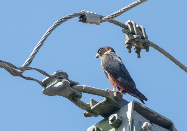 Faucon des chauves-souris