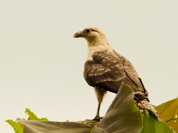 Caracara à tête jaune