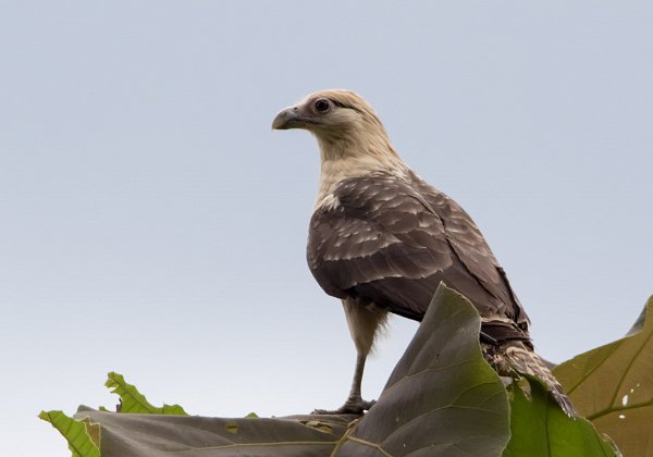 Caracara à tête jaune