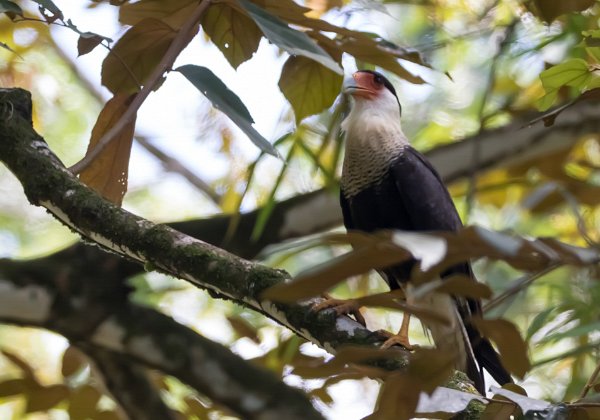 Caracara du Nord