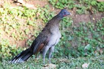 Chachalaca cabecigrís (Ortalide à tête grise) Chirripo - Costa Rica