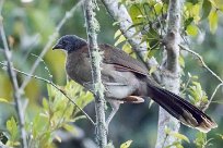 Chachalaca cabecigrís (Ortalide à tête grise) Chirripo - Costa Rica