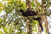 Pava cojolita (Pénélope panachée) Turrialba - Costa Rica