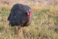 Helmeted Guineafowl (Pintade de Numidie) Nata