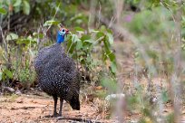 Helmeted Guineafowl (Pintade de Numidie) Etosha