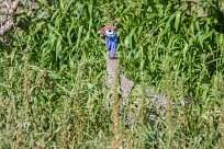 Helmeted guineafowl (Pintade de Numidie) Etosha