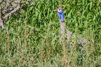 Helmeted guineafowl (Pintade de Numidie) Etosha