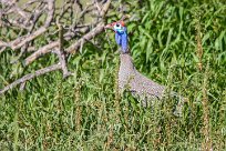 Helmeted guineafowl (Pintade de Numidie) Etosha