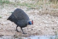 helmeted guineafowl (Pintade de Numidie) helmeted guineafowl (Pintade de Numidie)