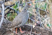 Red billed francolin (Francolin à bec rouge) Red billed francolin (Francolin à bec rouge)