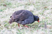 RED-billed spurfowl (Francolin à bec rouge) Waterberg - Namibie