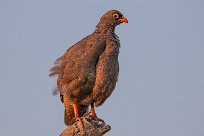 Red-billed Spurfool (Francolin à bec rouge) Chobe River