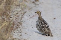 Red-billed Spurfowl (Francolin à bec rouge) Chobe National Park