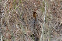 Coqui Francolin (Francolin Coqui) Chobe National Park