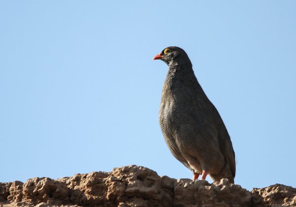 Francolin à bec rouge