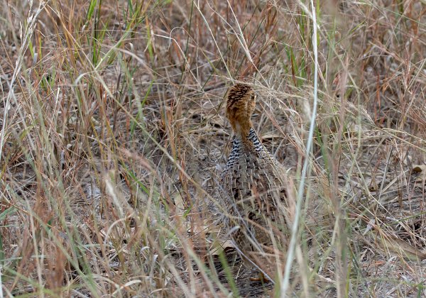 Francolin à poitrine dorée