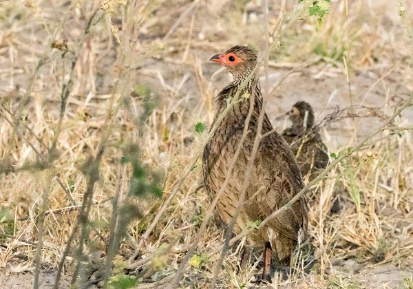 Francolin de Swainson