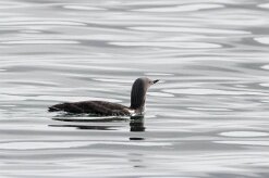 Plongeon catmarin Fjords du Nord-Ouest