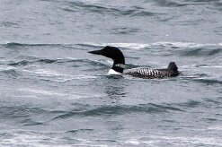 Plongeon imbrin Fjords du Nord-Ouest